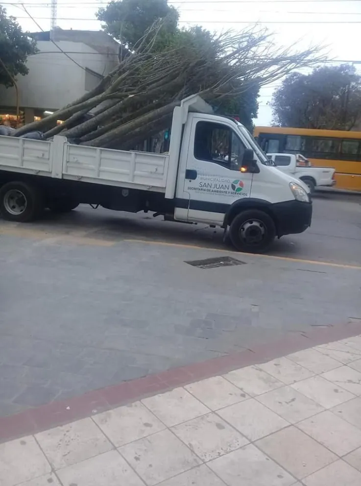 Pare de sufrir: llegaron los nuevos árboles a la peatonal