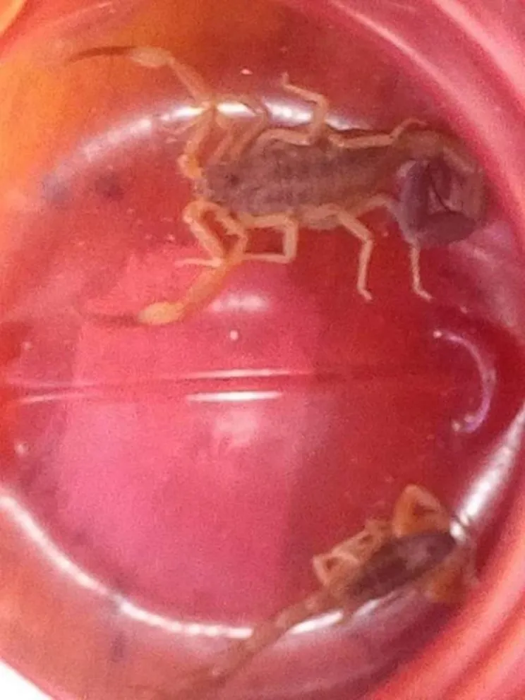 Susto y preocupación en Caucete por la aparición de alacranes