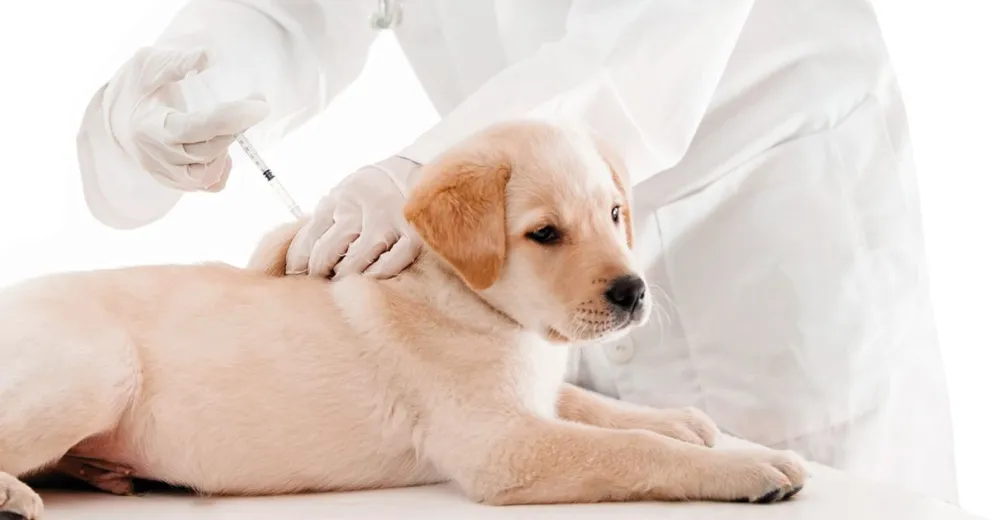 Vacuná y desparasitá gratis a tus mascotas