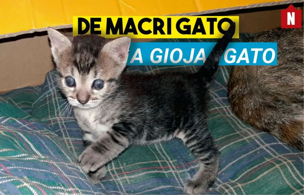 ¿Qué dijo Gioja?