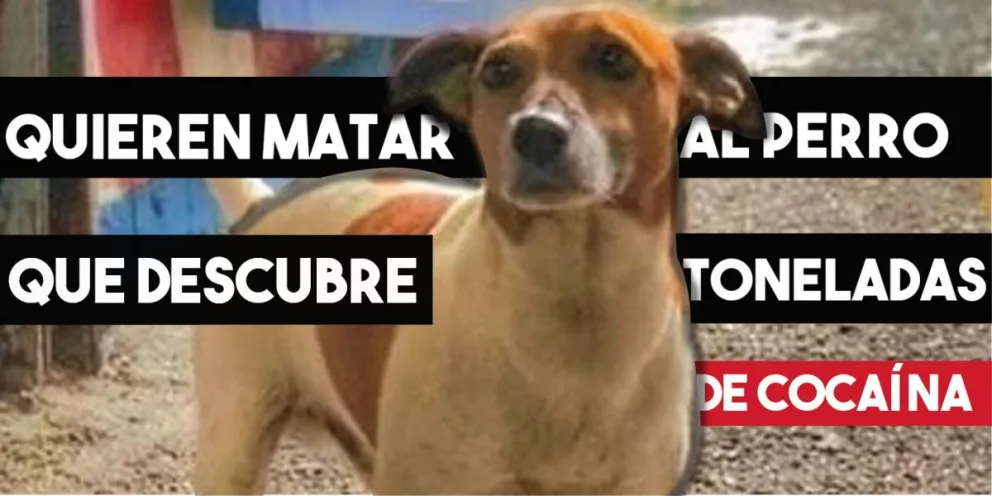 Quieren matar al perro que descubre toneladas de cocaína
