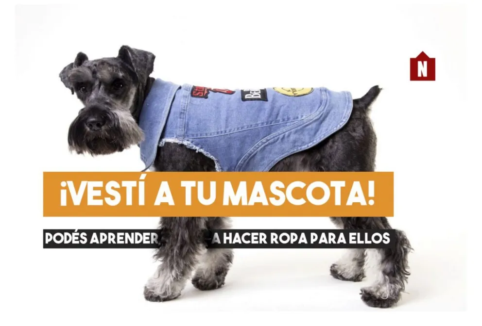 ¡Vestí a tu mascota! Podés aprender a hacer ropa para ellos