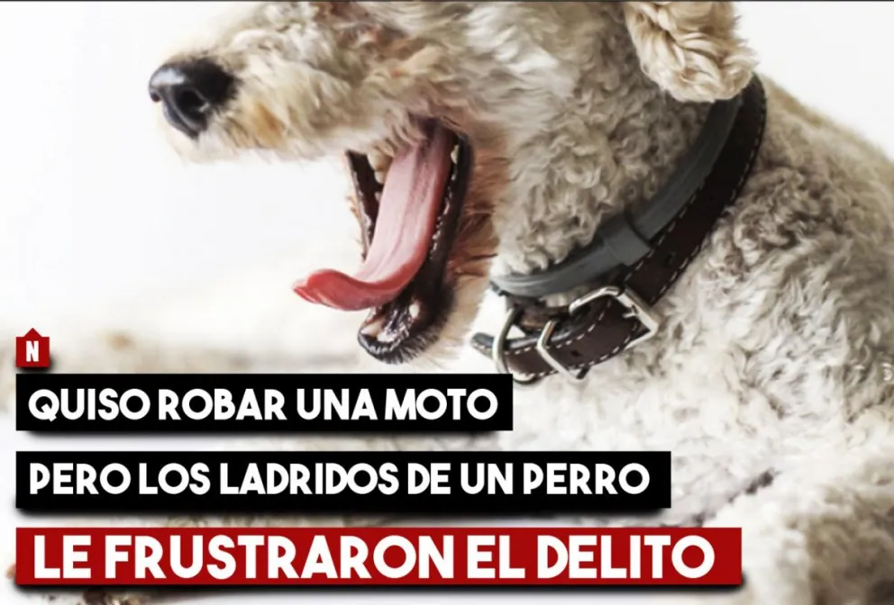 Quiso robar una moto pero los ladridos de un perro le frustraron el delito