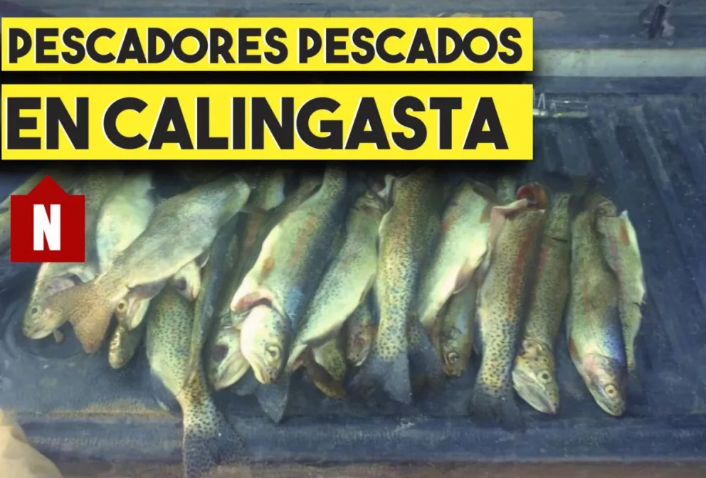 Con las manos en el pescado