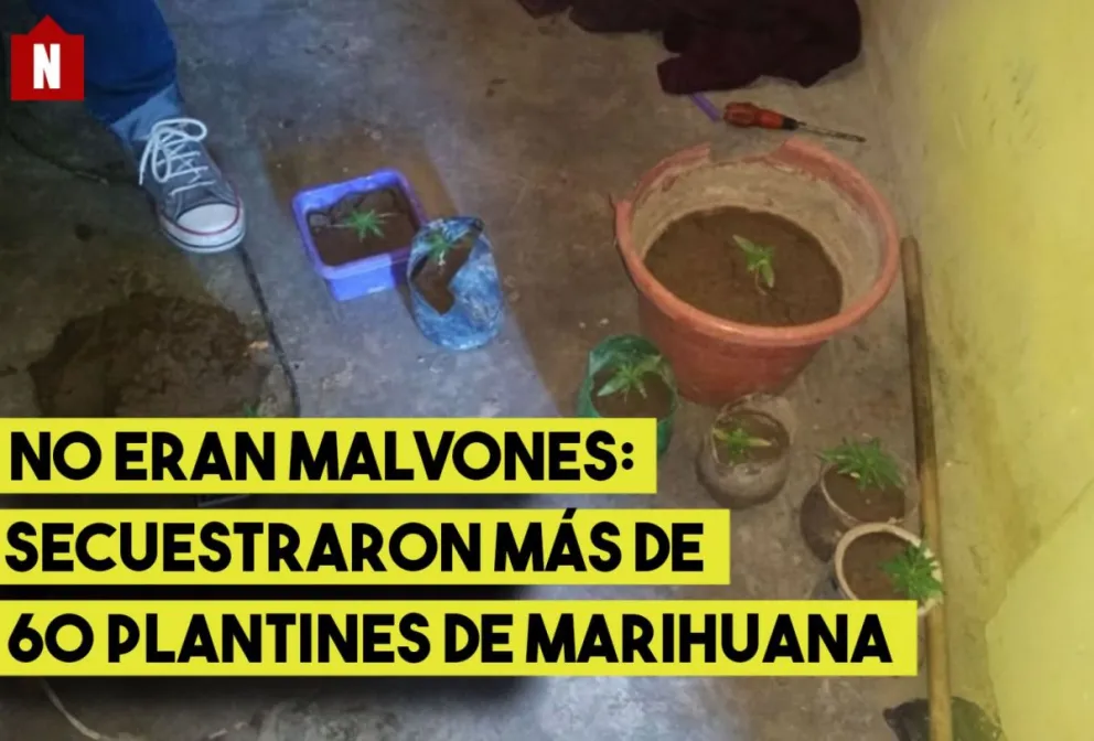Un extraño gusto por las plantas: secuestraron más de 60 plantines de marihuana