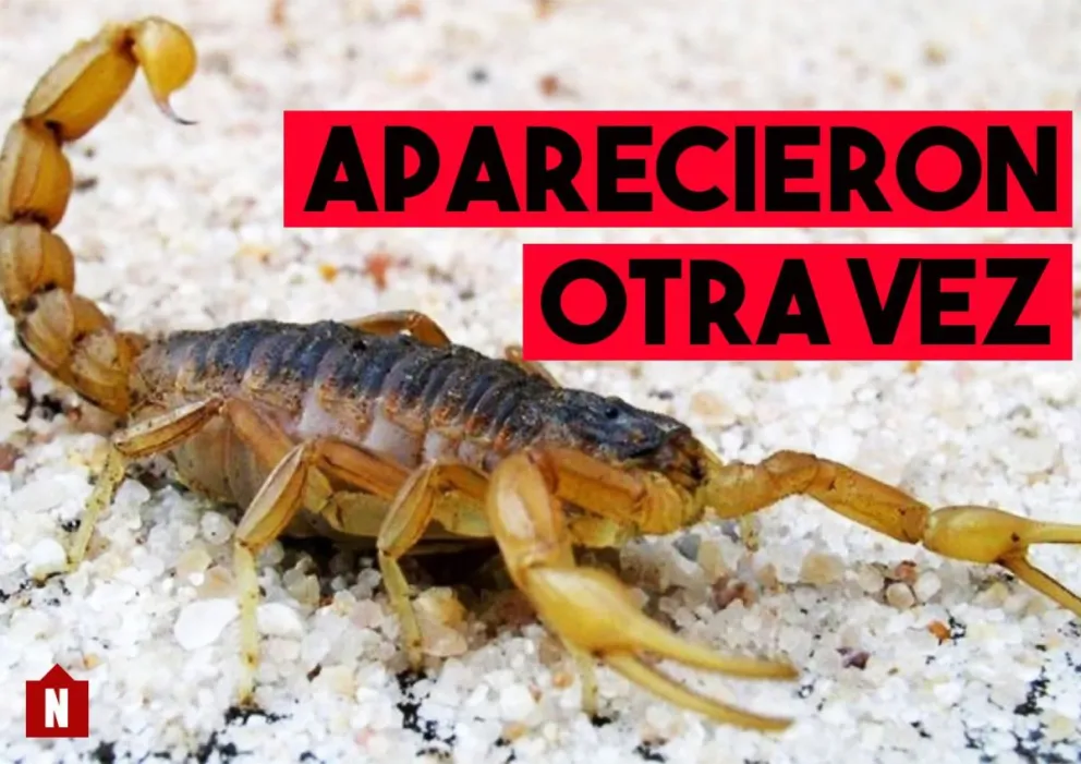 Aparecieron de nuevo