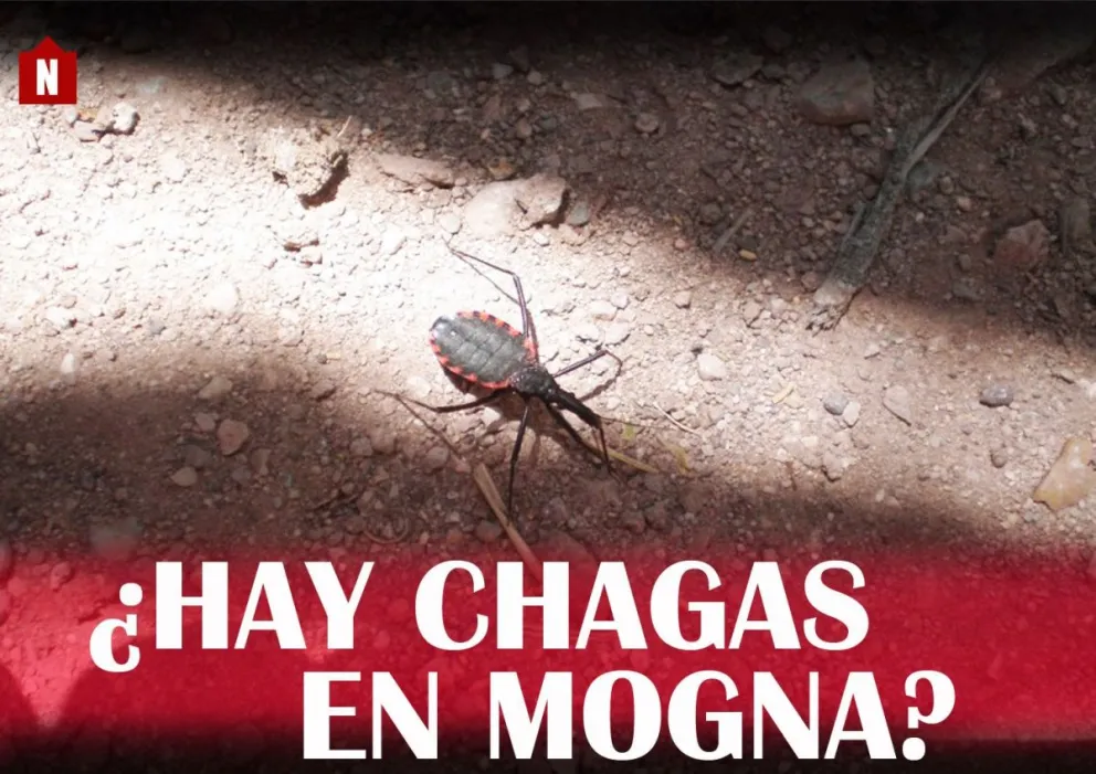 Quieren saber si hay chagas en Mogna