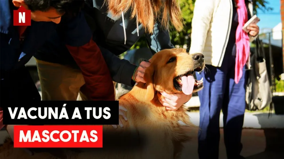 Continúa la campaña de vacunación de perros y gatos