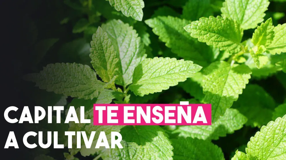 Capital te enseña a cultivar