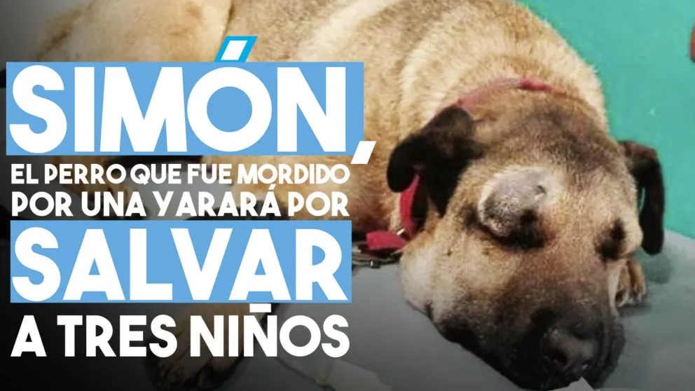 Simón, el perro que fue mordido por una yarará por salvar a tres niños