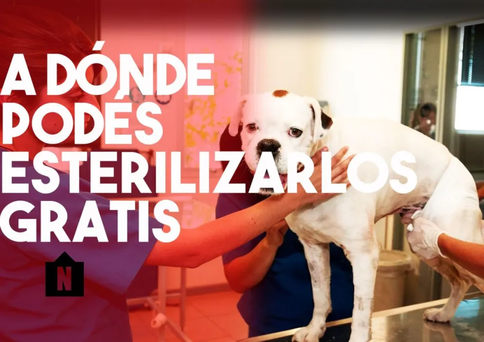 A qué departamentos llegarán los quirófanos para animales