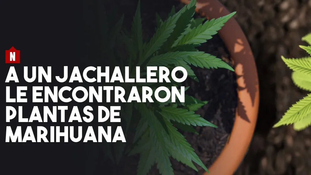 A un jachallero le encontraron plantas de marihuana