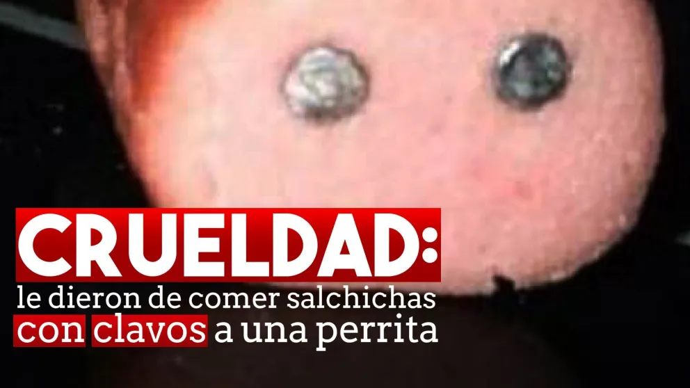 Crueldad: le dieron de comer salchichas con clavos a una perra
