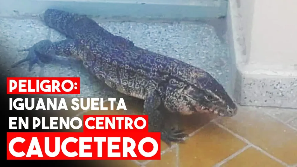 Una iguana en pleno centro de Caucete armó un revuelo