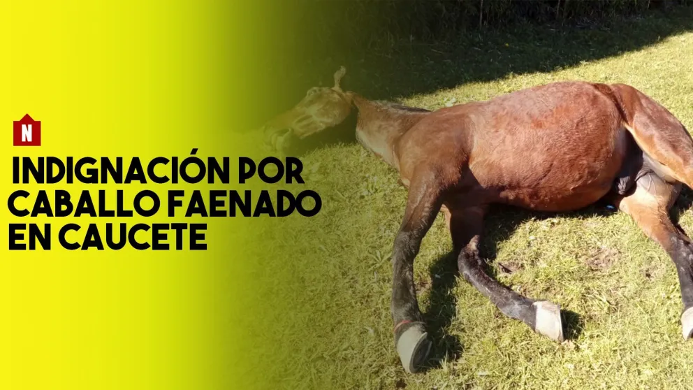 Indignación por el hallazgo de un caballo faenado en Caucete