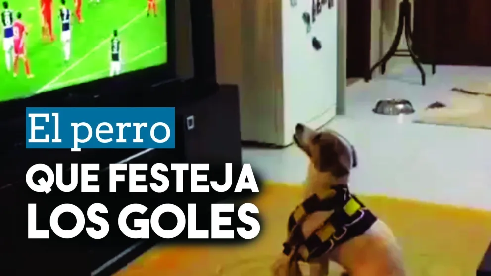 Este es un perro fanático y "grita" los goles