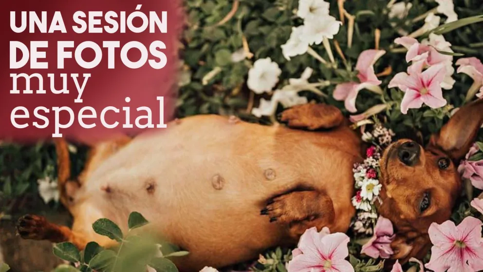 Una sesión de fotos muy especial para una perra