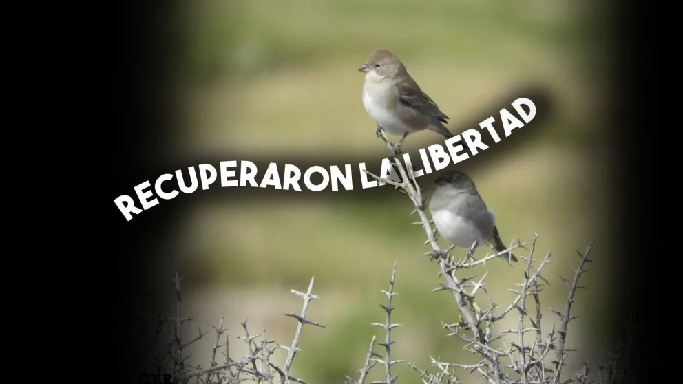 Recuperaron la libertad