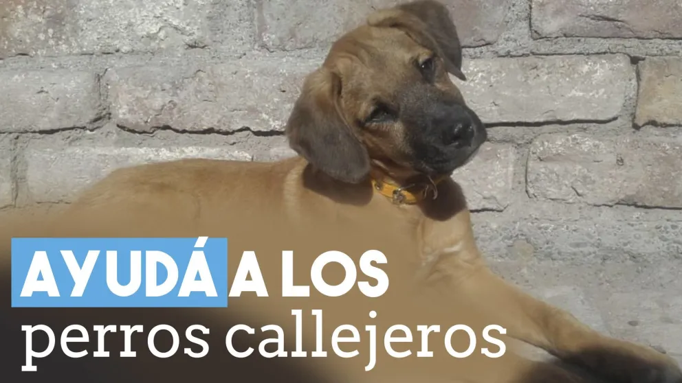 Ayudá a los perros callejeros