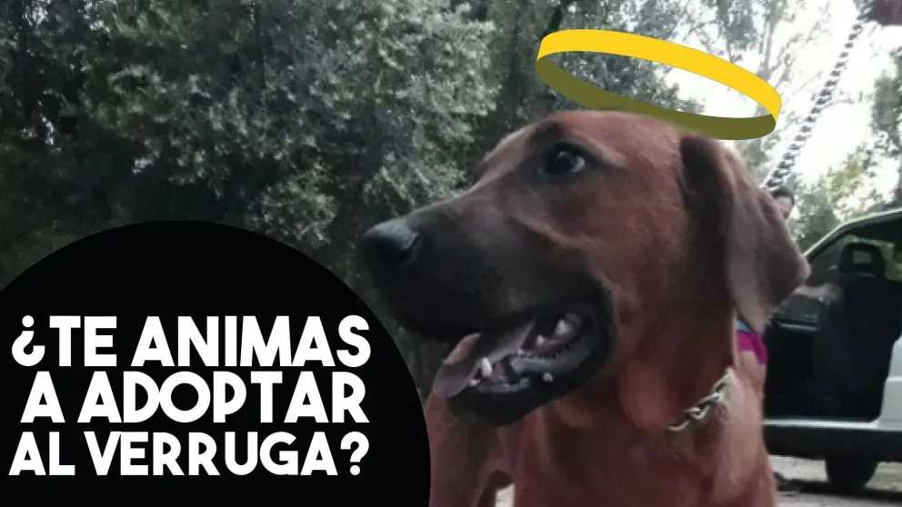 ¿Te animás a adoptarlo al Verruga?