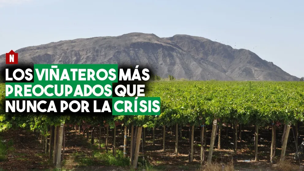 Preocupación de los viñateros por la grave crisis del sector