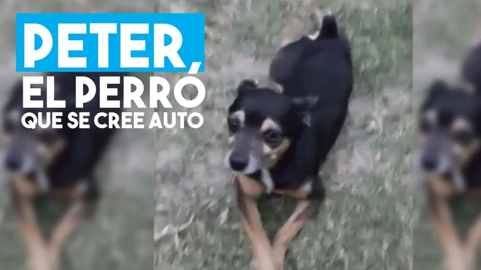 Peter, el perro que cree que es "autito"