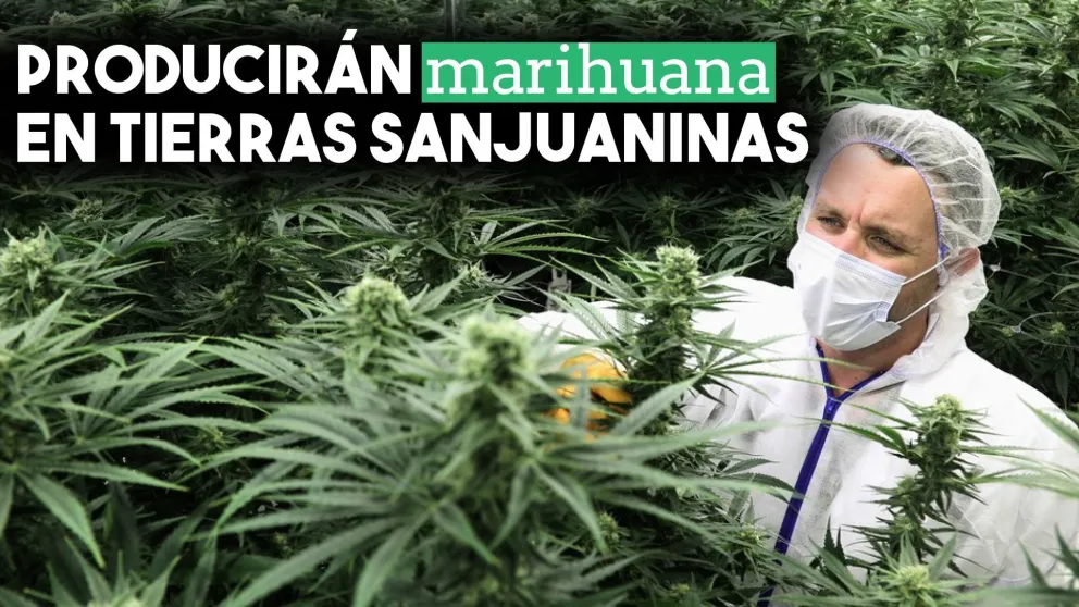 Producirán marihuana en tierras sanjuaninas