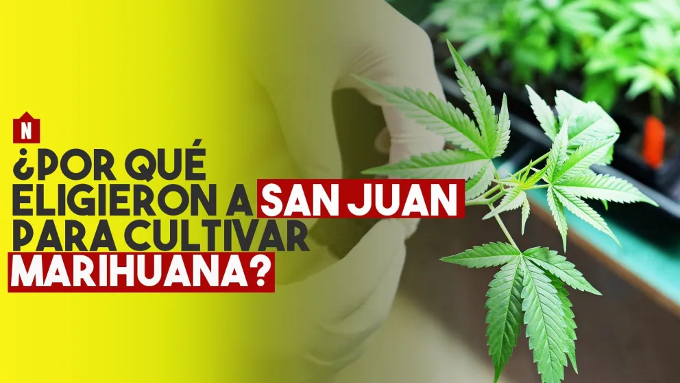 ¿Por qué eligieron San Juan para plantar marihuana?