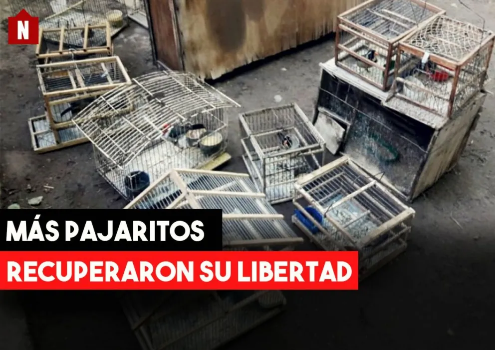 Más pajaritos rescatados