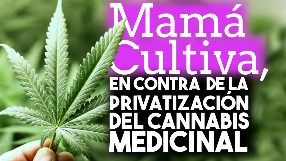 Mamá Cultiva, en contra de la privatización del cannabis medicinal