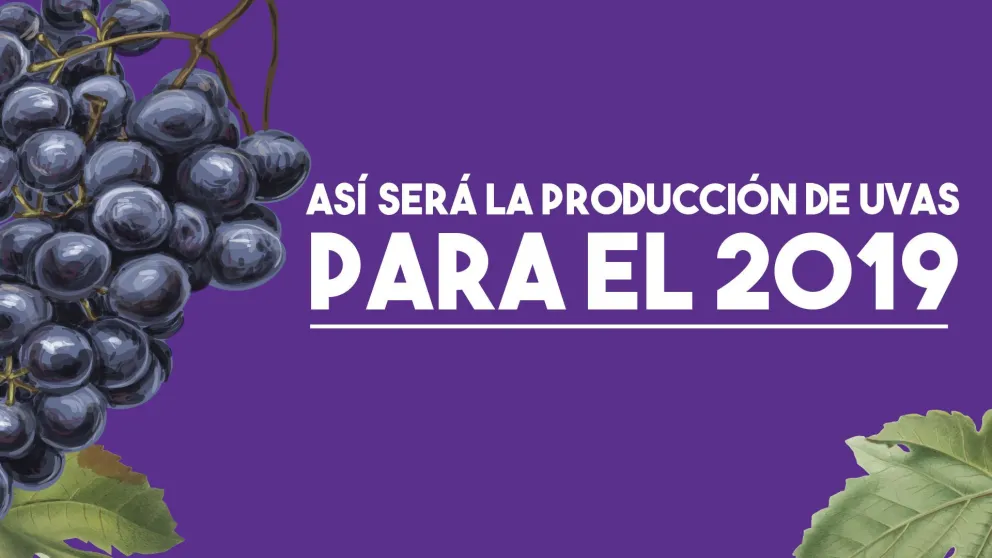 Así será la producción de uvas para el 2019