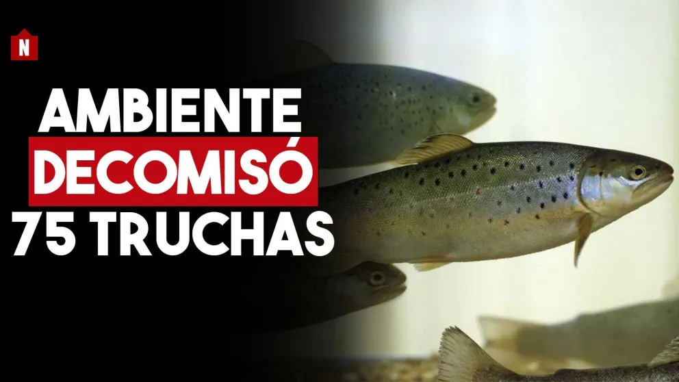Se quedaron con la trucha larga