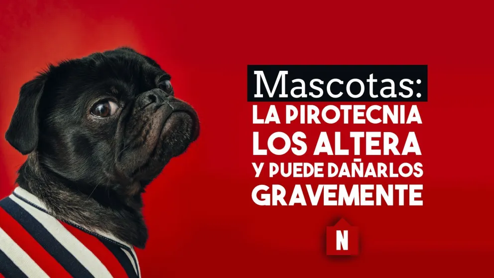 Eduardo Márquez: "La pirotecnia es dañina, mi consejo es radical, NO A LA PIROTECNIA"