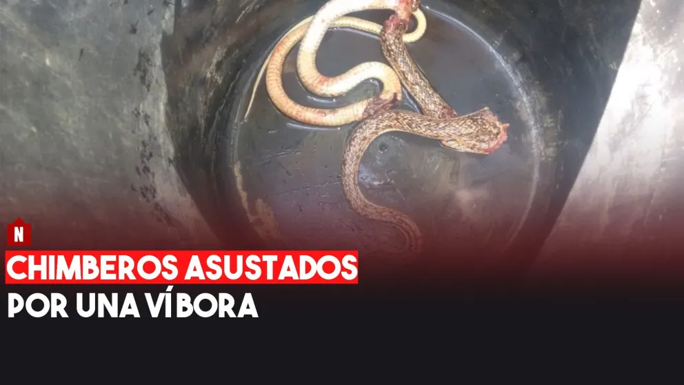 Chimberos asustados por una víbora