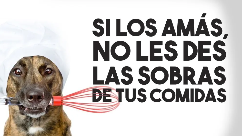 Si los amás, no les des las sobras de tus comidas