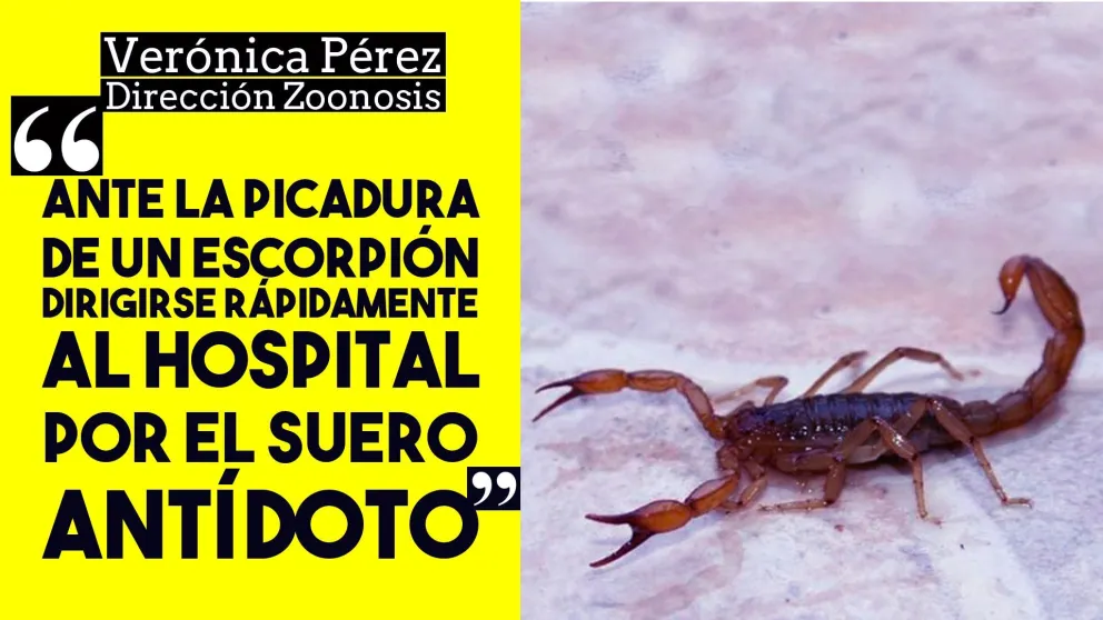 Escorpiones, víboras y arañas: precaución y prevención
