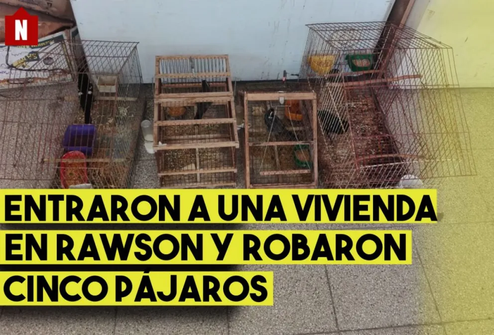 Rompieron una reja, entraron a la casa y robaron cinco pájaros