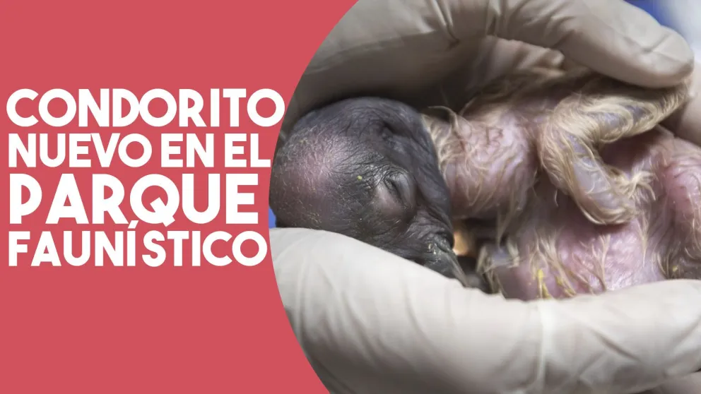 Nació un cóndor en cautiverio en el parque Faunístico
