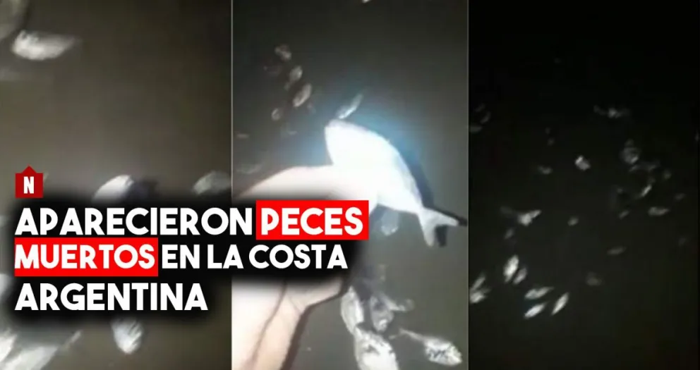 Aparecieron peces muertos en la costa y regresaron los fantasmas de contaminación