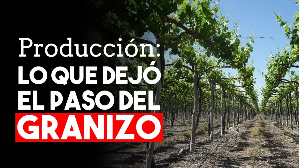 Tras la caída de granizo: sólo un productor hizo la denuncia por daños