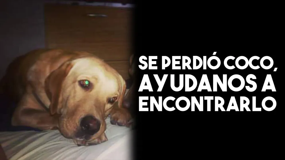 Se perdió Coco, ayudanos a encontrarlo