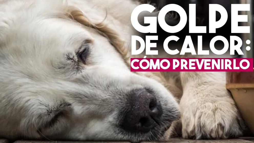 Golpe de calor: causas y cómo prevenirlo