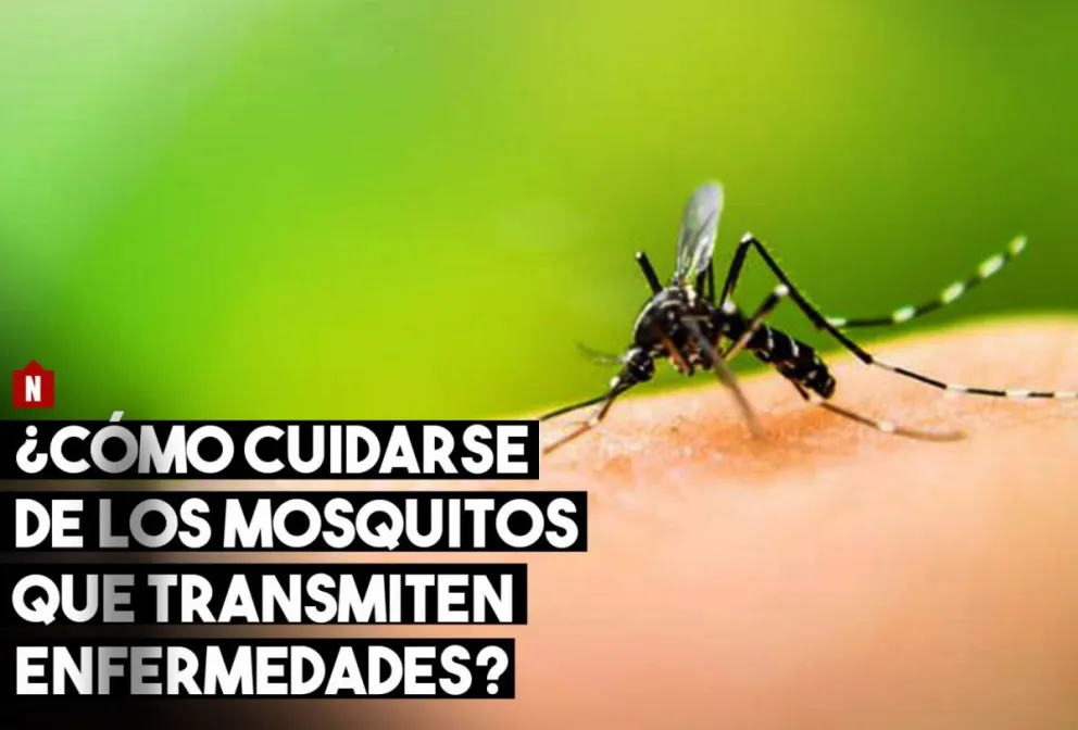 ¿Cómo cuidarse de los mosquitos que transmiten dengue, zika y chikungunya?