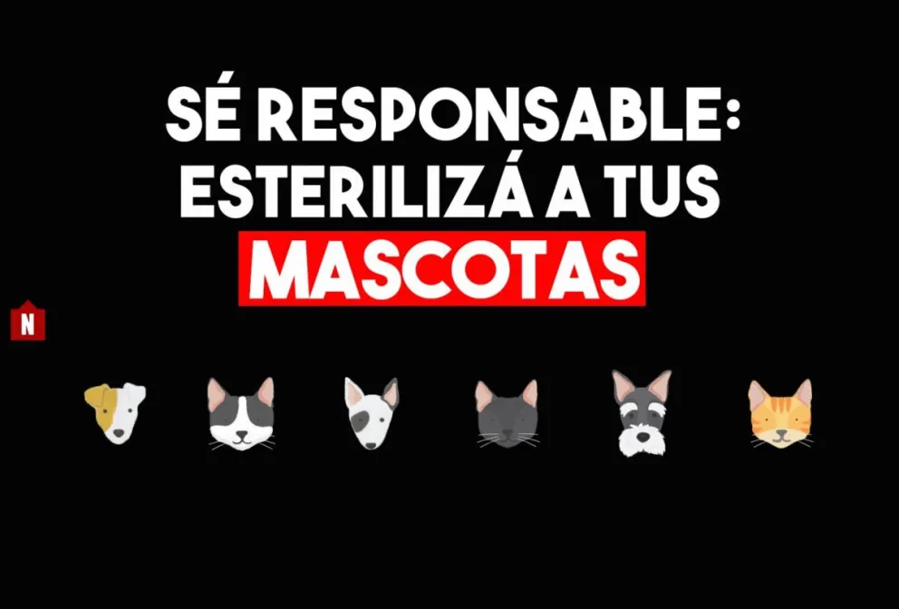 Conocé dónde estáran la próxima semana los quirófanos para estilizar mascotas