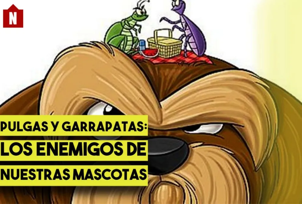 Pulgas y garrapatas: los que dañan la salud de nuestras mascotas