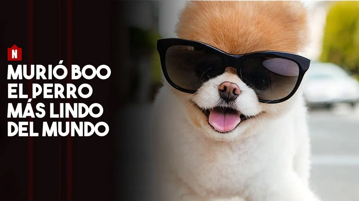 que raza es el perro mas lindo boo