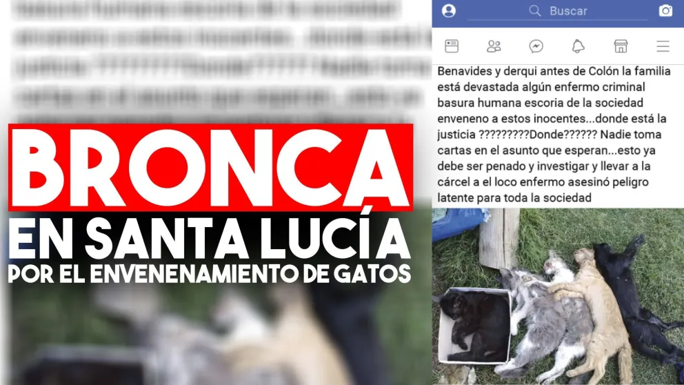 Santa Lucía: envenenan a gatos