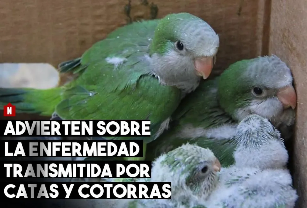 Advierten sobre la compra ilegal de aves