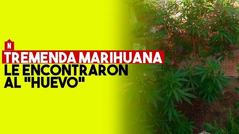 Cayó "El Huevo" con plantas de marihuana