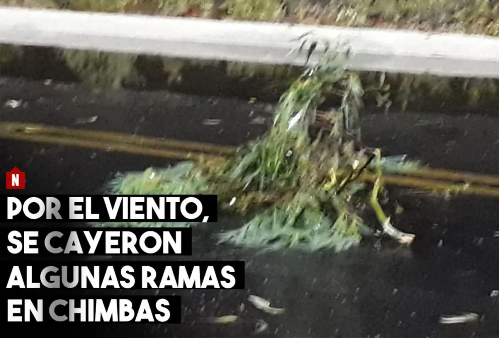 Por el viento, se cayeron algunas ramas en Chimbas